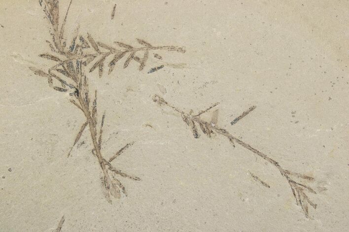 Shale With Dawn Redwood (Metasequoia) Fossils - Montana #378260